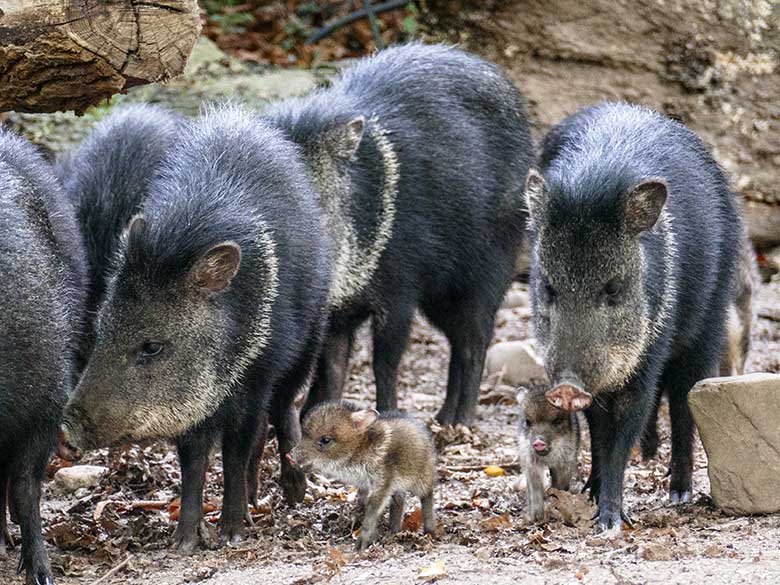 Halsbandpekaris mit zwei frisch geborenen Jungtieren am 9. November 2022 auf der Außenanlage am Südamerika-Haus im Grünen Zoo Wuppertal