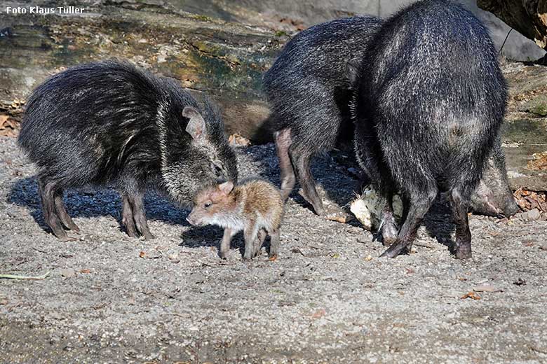 Halsbandpekaris mit einem Halsbandpekari-Frischling am 10. November 2022 auf der Außenanlage am Südamerika-Haus im Wuppertaler Zoo (Foto Klaus Tüller)