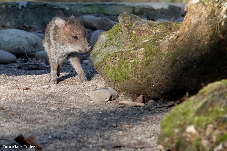 Halsbandpekari-Frischling am 13. November 2022 auf der Außenanlage am Südamerika-Haus im Grünen Zoo Wuppertal (Foto Klaus Tüller)