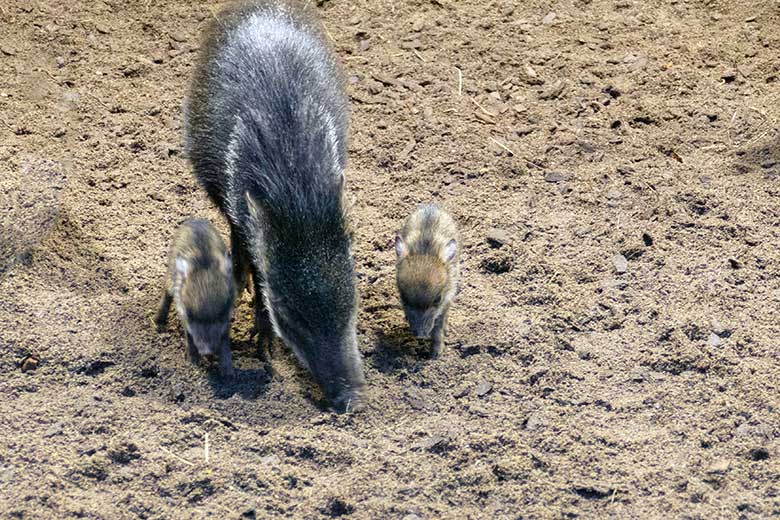 Halsbandpekaris mit zwei frisch geborenen Jungtieren am 9. November 2022 auf der Außenanlage am Südamerika-Haus im Grünen Zoo Wuppertal