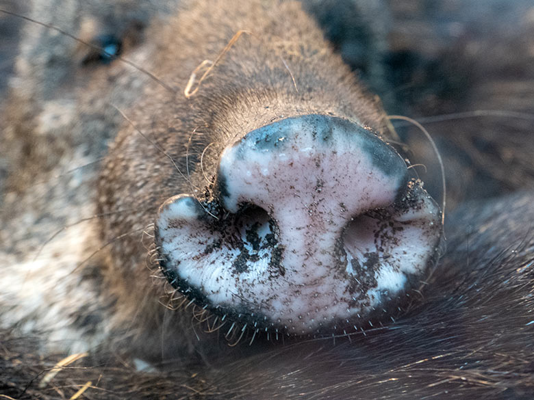 Rüssel eines Halsbandpekaris am 26. Februar 2023 im Südamerika-Haus im Grünen Zoo Wuppertal