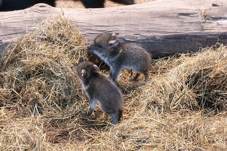 Zwei Halsbandpekari-Frischlinge am 20. November 2023 im Innengehege am Südamerika-Haus im Grünen Zoo Wuppertal