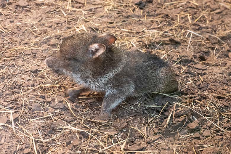 Zwei Halsbandpekari-Frischling am 20. November 2023 im Innengehege am Südamerika-Haus im Zoologischen Garten Wuppertal