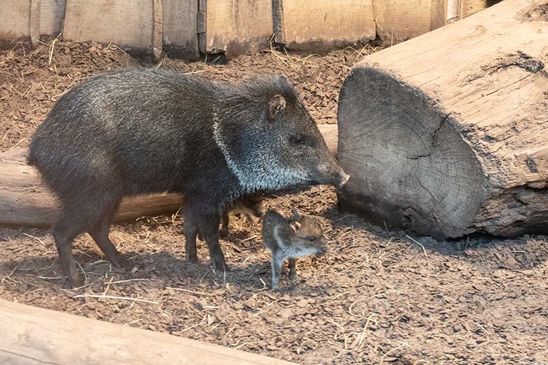 Halsbandpekari mit Frischling am 20. November 2023 im Innengehege am Südamerika-Haus im Zoo Wuppertal