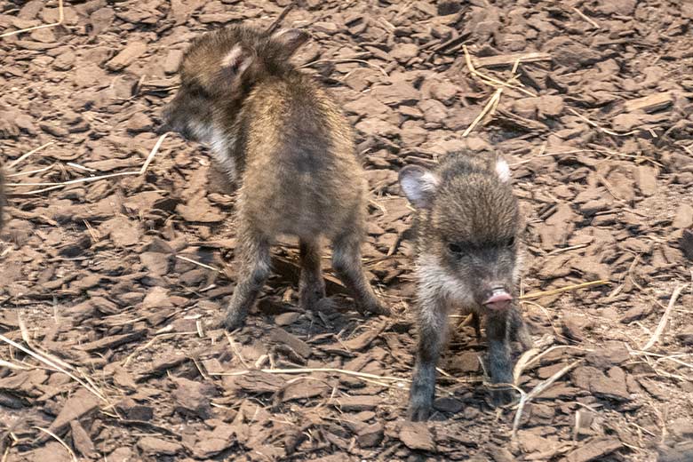 Zwei Halsbandpekari-Frischlinge am 20. November 2023 im Innengehege am Südamerika-Haus im Grünen Zoo Wuppertal