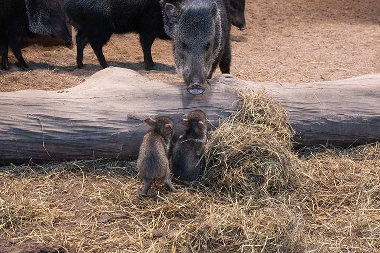 Zwei Halsbandpekari-Frischlinge am 20. November 2023 im Innengehege am Südamerika-Haus im Wuppertaler Zoo