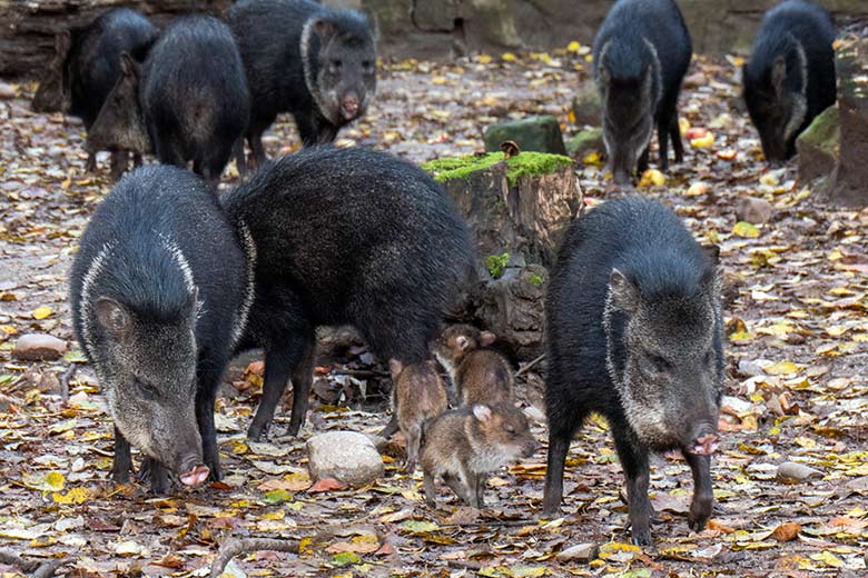 Drei Halsbandpekari-Ferkel am 24. November 2023 auf der Außenanlage am Südamerika-Haus im Grünen Zoo Wuppertal