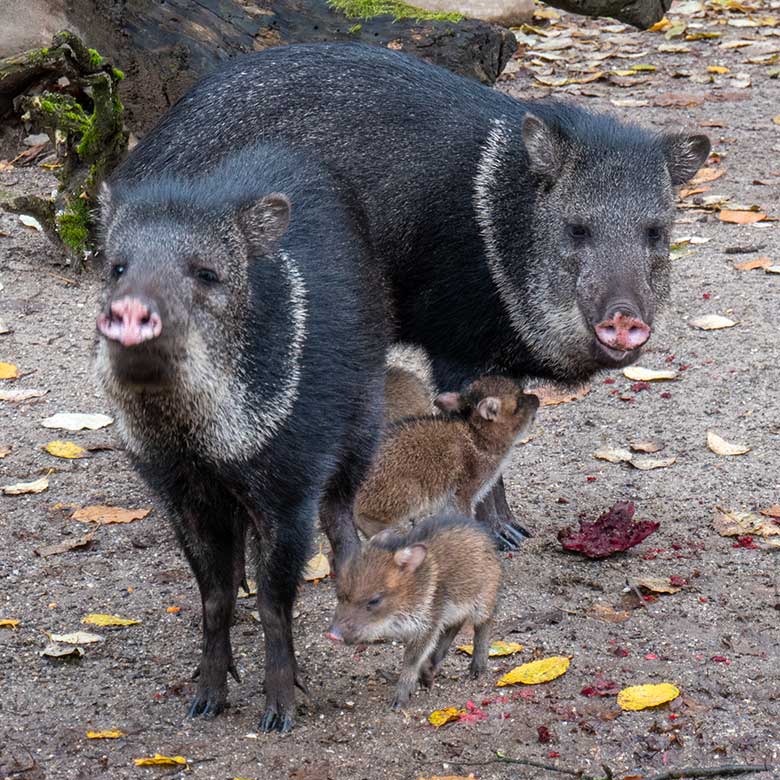 Drei Halsbandpekari-Ferkel am 24. November 2023 auf der Außenanlage am Südamerika-Haus im Zoologischen Garten der Stadt Wuppertal