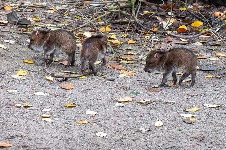 Drei Halsbandpekari-Ferkel am 24. November 2023 auf der Außenanlage am Südamerika-Haus im Wuppertaler Zoo