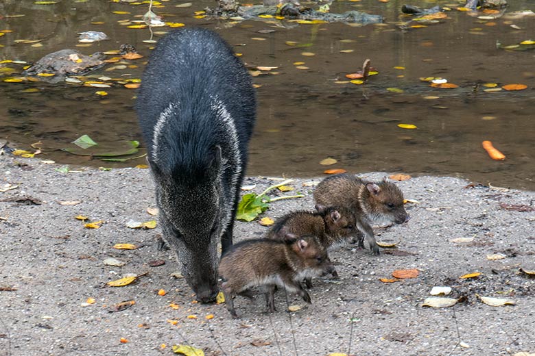 Drei Halsbandpekari-Ferkel am 24. November 2023 auf der Außenanlage am Südamerika-Haus im Grünen Zoo Wuppertal