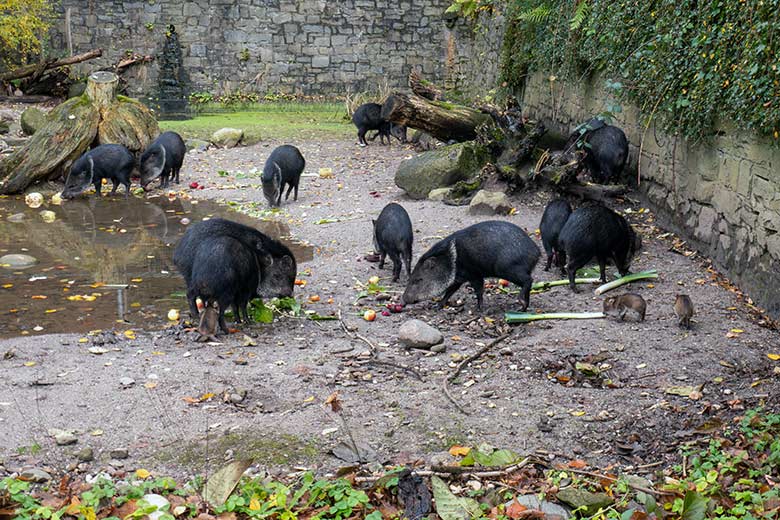 Drei Halsbandpekari-Ferkel am 24. November 2023 auf der Außenanlage am Südamerika-Haus im Zoologischen Garten Wuppertal