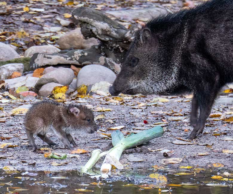 Halsbandpekari-Mini-Ferkel am 24. November 2023 auf der Außenanlage am Südamerika-Haus im Wuppertaler Zoo