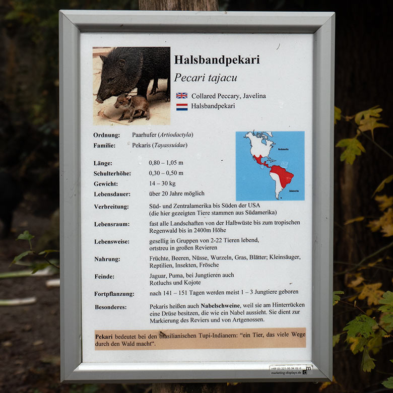 Ausschilderung der Tierart Halsbandpekari im Wuppertaler Zoo