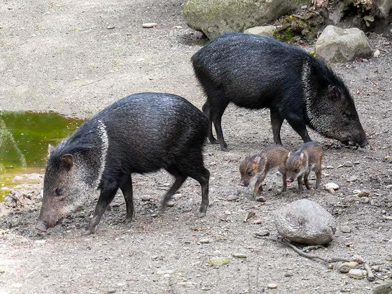 Halsbandpekaris mit zwei Frischlingen am 13. April 2024 auf der Außenanlage am Südamerika-Haus im Grünen Zoo Wuppertal