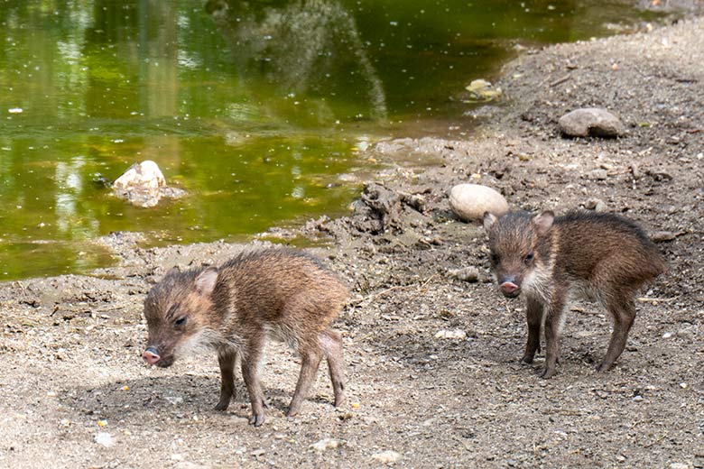 Halsbandpekari-Frischlinge am 13. April 2024 auf der Außenanlage am Südamerika-Haus im Zoologischen Garten Wuppertal