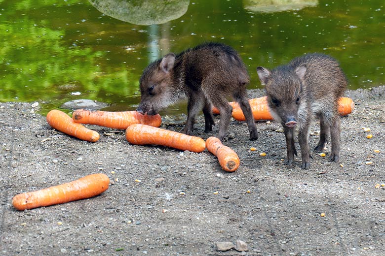 Halsbandpekari-Frischlinge am 13. April 2024 auf der Außenanlage am Südamerika-Haus im Zoo Wuppertal