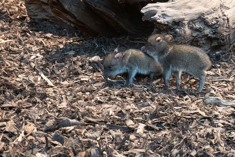 Die zwei am 28. Dezember 2024 geborenen Halsbandpekari-Frischlinge am 31. Dezember 2024 im Innengehege im Südamerika-Haus im Grünen Zoo Wuppertal