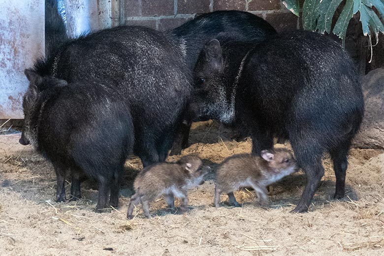 Zwei vor Kurzem geborene Halsbandpekari-Frischlinge am 17. Februar 2025 im Innengehege am Südamerika-Haus im Grünen Zoo Wuppertal