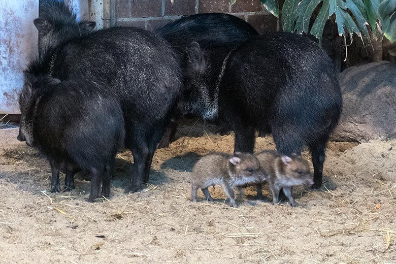 Zwei vor Kurzem geborene Halsbandpekari-Frischlinge am 17. Februar 2025 im Innengehege am Südamerika-Haus im Wuppertaler Zoo