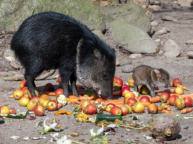 Halsbandpekari mit Jungtier am 15. März 2025 auf der Außenanlage am Südamerika-Haus im Grünen Zoo Wuppertal