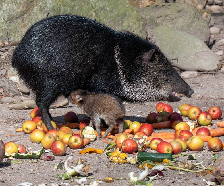 Halsbandpekari mit Jungtier am 15. März 2025 auf der Außenanlage am Südamerika-Haus im Zoologischen Garten Wuppertal