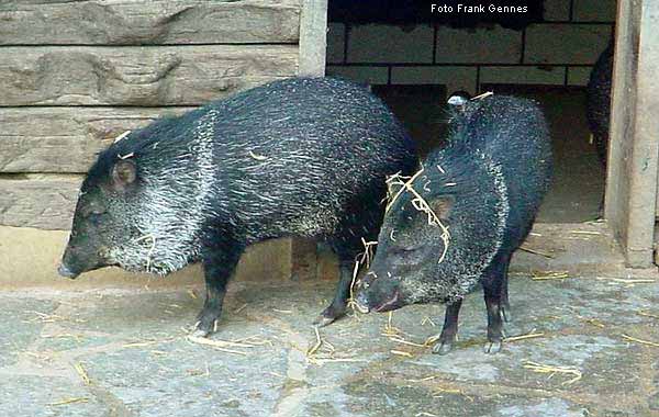 Zwei Halsbandpekaris im Wuppertaler Zoo im Dezember 2003 (Foto Frank Gennes)