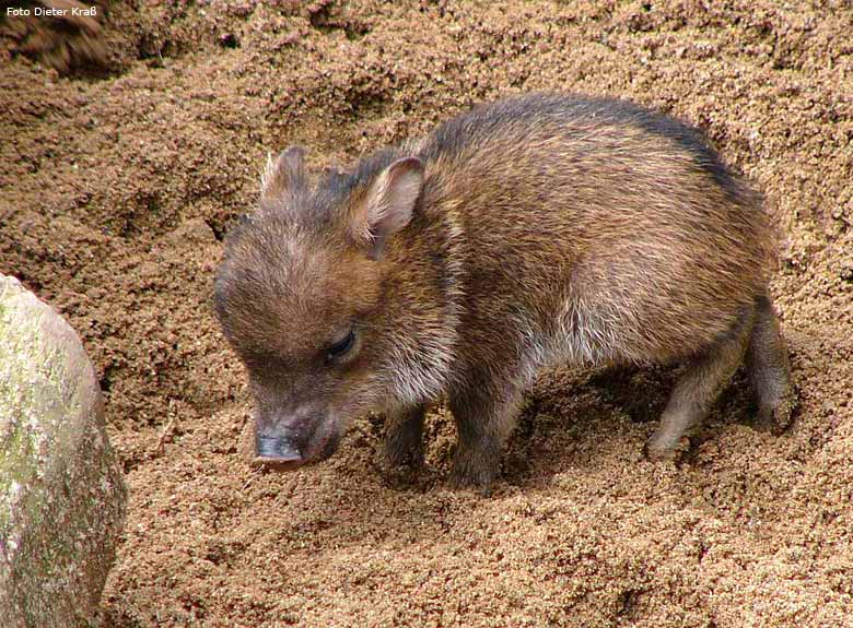 Junges Halsbandpekari im Zoo Wuppertal im April 2008 (Foto Dieter Kraß)