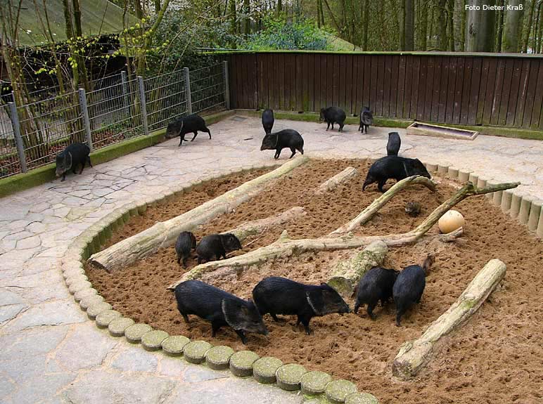 Halsbandpekaris im Zoologischen Garten Wuppertal im April 2008 (Foto Dieter Kraß)