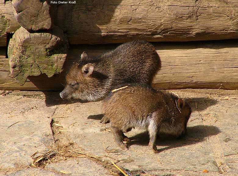 Zwei junge Halsbandpekaris im Wuppertaler Zoo im April 2008 (Foto Dieter Kraß)