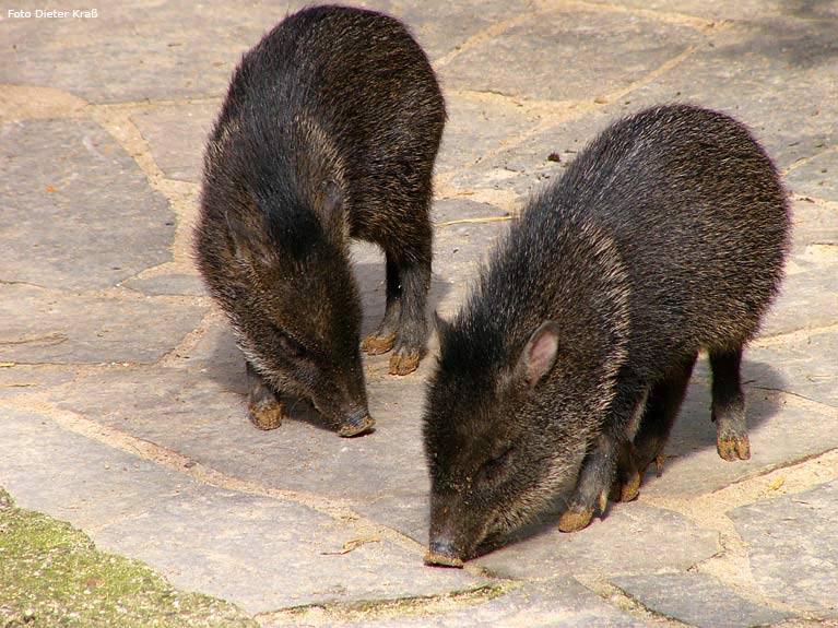 Halsbandpekaris im Zoologischen Garten Wuppertal im April 2008 (Foto Dieter Kraß)