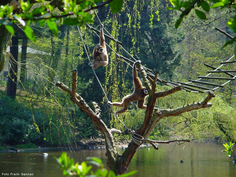 Weißhandgibbons im Wuppertaler Zoo im April 2004 (Foto Frank Gennes)