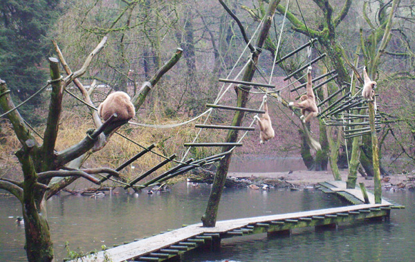 Weißhandgibbons im Wuppertaler Zoo im Dezember 2008