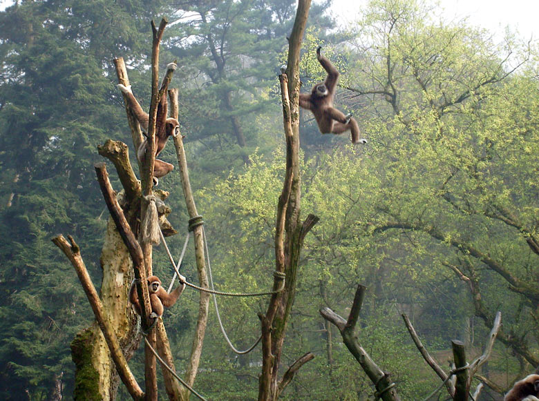 Weißhandgibbons im Zoologischen Garten Wuppertal im April 2009