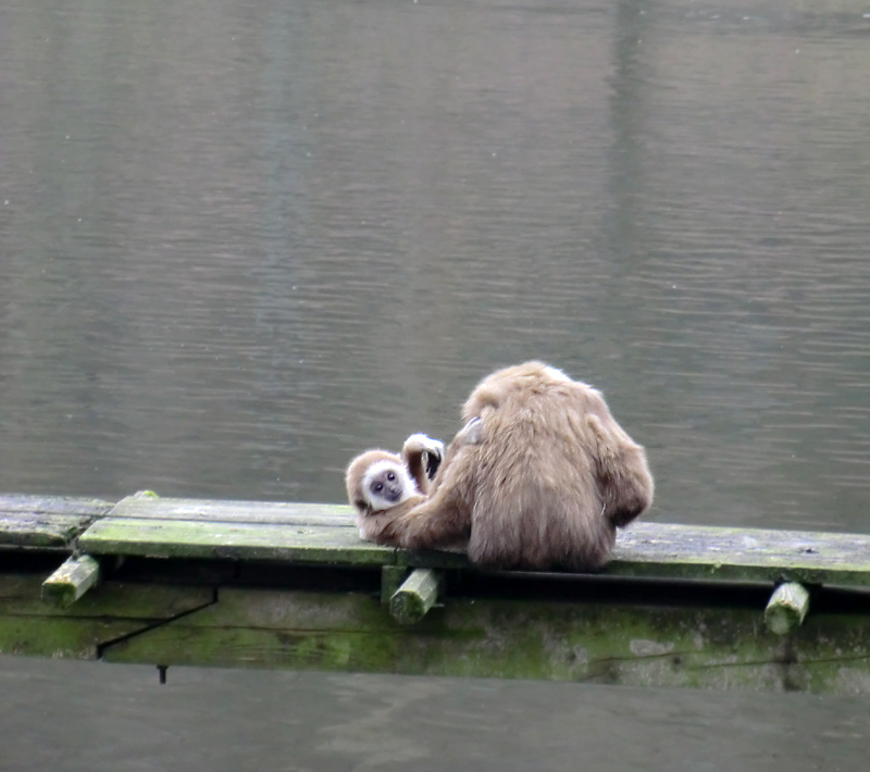 Weißhandgibbons im Wuppertaler Zoo im März 2012