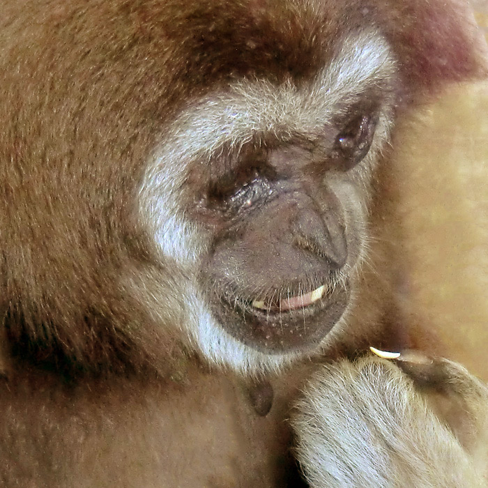 Weißhandgibbon im Wuppertaler Zoo im März 2012