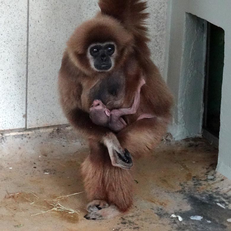 Weißhandgibbon-Mutter mit Weißhandgibbon-Baby am 29. März 2016 im Grünen Zoo Wuppertal