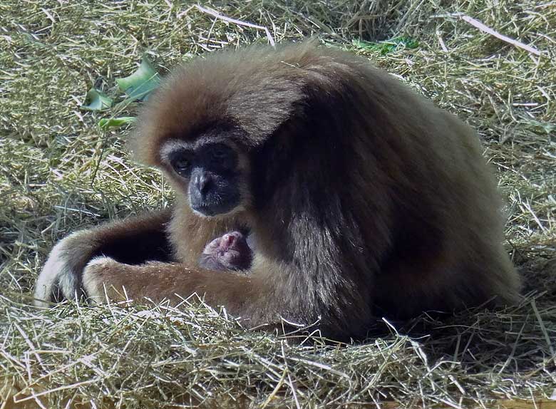 Weißhandgibbon-Mutter mit Weißhandgibbon-Baby im Zoo Wuppertal am 1. April 2016