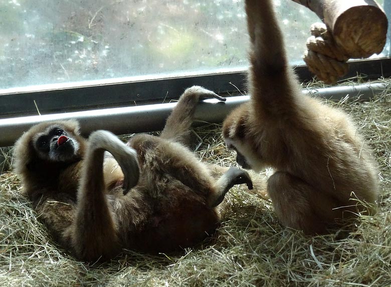 Weißhandgibbon im Grünen Zoo Wuppertal am 1. April 2016