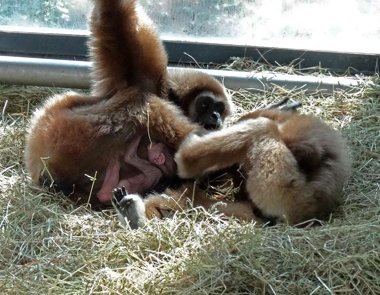 Weißhandgibbon-Mutter mit Weißhandgibbon-Baby im Wuppertaler Zoo am 1. April 2016