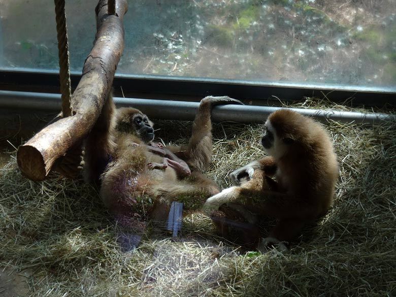 Weißhandgibbon-Mutter mit Weißhandgibbon-Baby im Zoologischen Garten Wuppertal am 1. April 2016