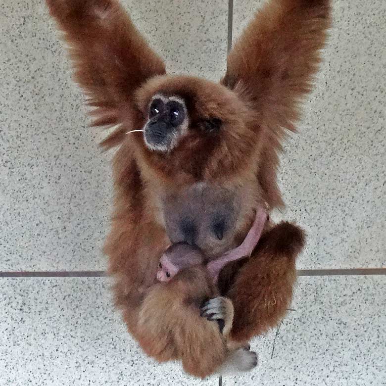 Weißhandgibbon-Mutter mit Weißhandgibbon-Baby im Zoologischen Garten Wuppertal am 1. April 2016