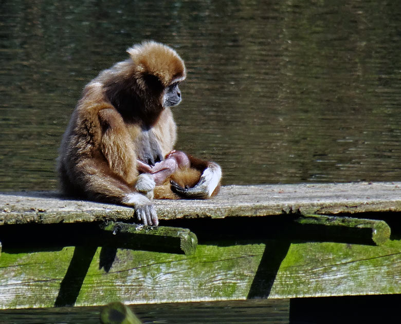 Weißhandgibbon-Mutter Hekti mit Weißhandgibbon-Baby im Zoologischen Garten Wuppertal am 1. April 2016