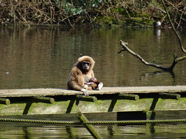 Weißhandgibbon im Grünen Zoo Wuppertal am 1. April 2016