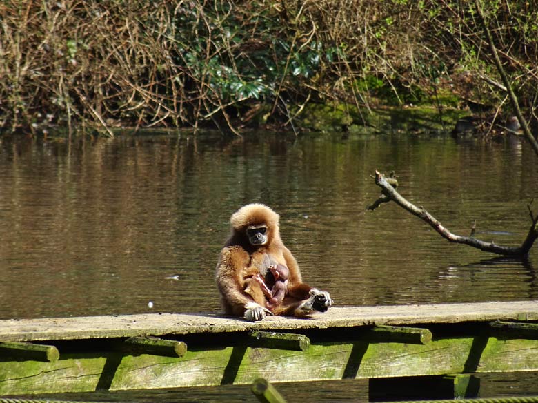 Weißhandgibbon-Mutter mit Weißhandgibbon-Baby im Wuppertaler Zoo am 1. April 2016