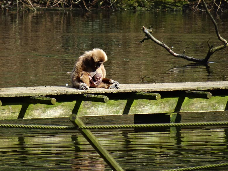 Weißhandgibbon im Zoo Wuppertal am 1. April 2016