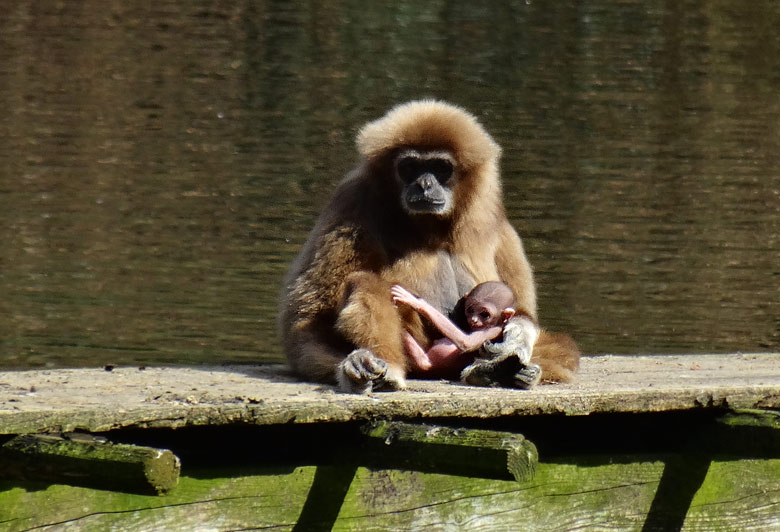 Weißhandgibbon-Mutter mit Weißhandgibbon-Baby im Zoologischen Garten Wuppertal am 1. April 2016