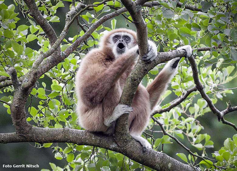 Rufender Weißhandgibbon am 15. Juli 2017 im Baum auf der Insel im Großen Teich im Grünen Zoo Wuppertal (Foto Gerrit Nitsch)