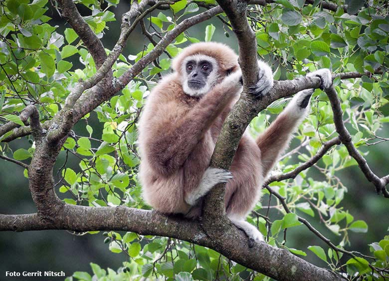 Weißhandgibbon am 15. Juli 2017 im Baum auf der Insel im Großen Teich im Zoologischen Garten Wuppertal (Foto Gerrit Nitsch)