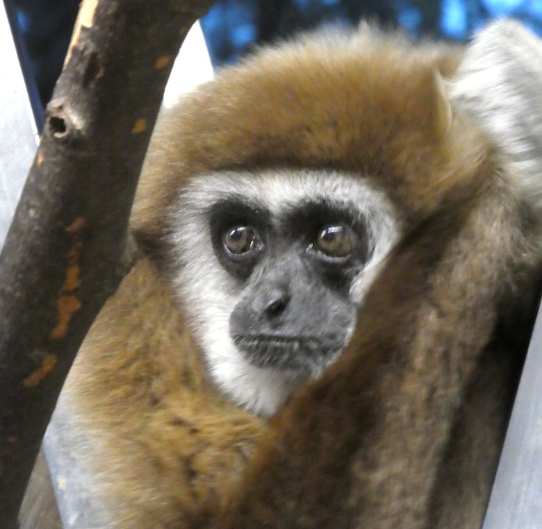 Weißhandgibbon KUALA am 28. Dezember 2017 im Gibbonhaus am Großen Teich im Grünen Zoo Wuppertal