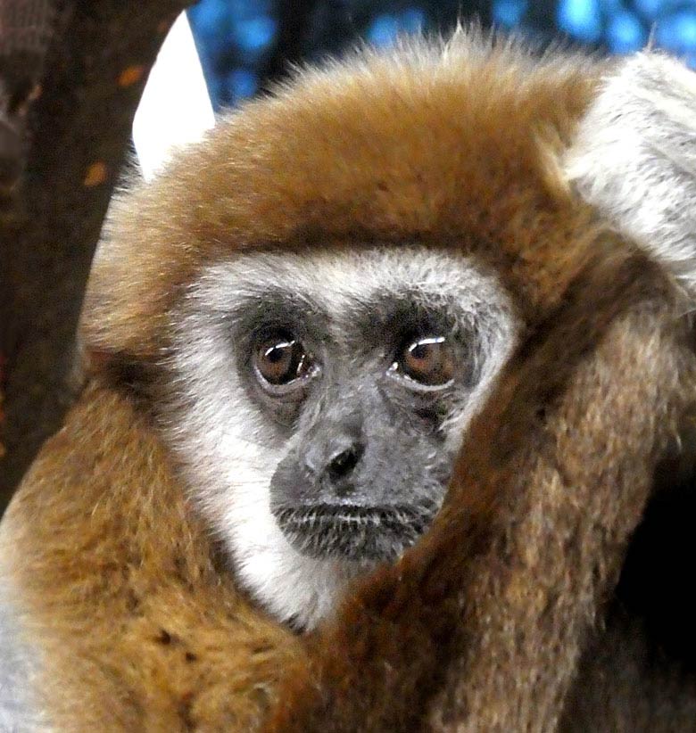 Weißhandgibbon am 28. Dezember 2017 im Gibbonhaus am Großen Teich im Grünen Zoo Wuppertal